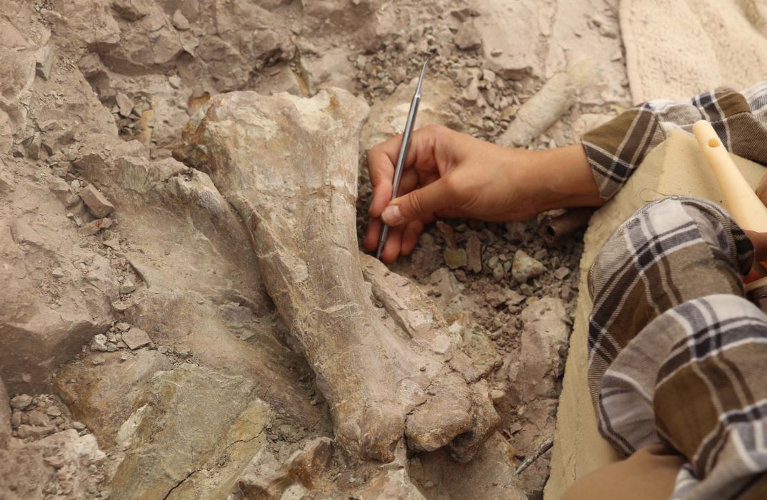 Çankırı'daki 8,5 milyon yıllık fosil kazı çalışmaları devam ediyor