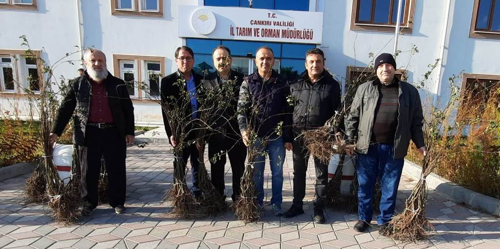 Çankırı'da çiftçilere 3800 adet kuşburnu fidanı dağıtıldı
