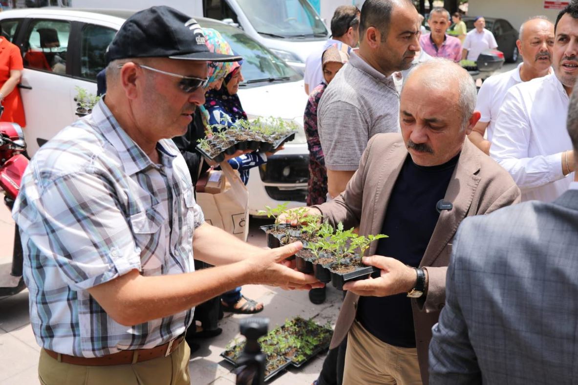 Belediye, yetiştirdiği 16 bin ata tohumu domates fidesini vatandaşa dağıttı
