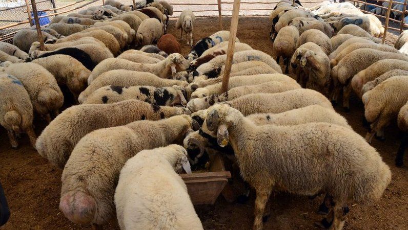 Meslek lisesinde kurbanlık satışları başladı